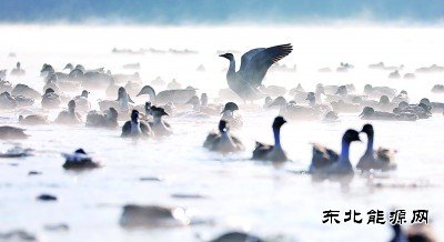 沈阳：万只迁徙候鸟浑河过冬