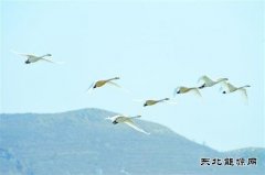 朝阳：白天鹅飞回北票白石湿地