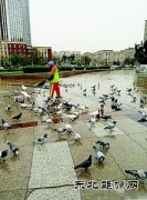 鞍山：环卫工人冒雨喂鸽子获赞