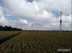 兴凯湖电业局：突击更换复合绝缘子 提高线路安全系数