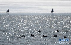 中俄界湖兴凯湖：鸭戏春水 鹭舞寒冰