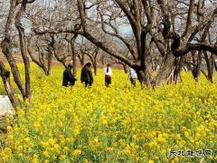 爱上幽雅高洁的梨花