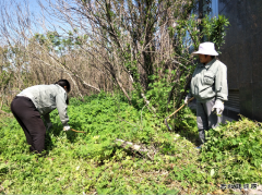 楚源公司：迎“五一”义务劳动在矿区