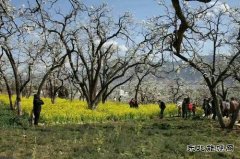 又是一年春来到