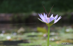 蝶恋花（摄影作品）