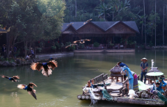 孔雀归家（摄影作品）