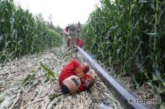 青纱帐里焊接忙