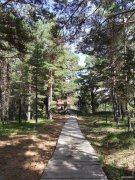 松树林（摄影作品）