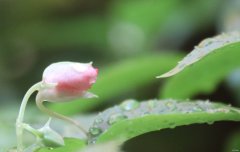 含苞待放（摄影作品）