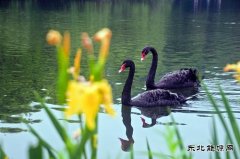 永相随（摄影作品）