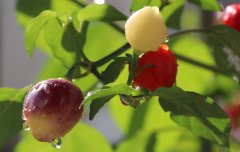 绿叶成阴子满枝（摄影作品）