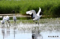 鹤姿（摄影作品）