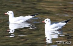 成双成对（组照）