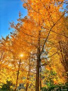 冬日里的秋意（摄影作品）