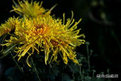 金菊闹秋（摄影作品）