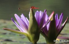 蜻蜓爱蕊香（组照）