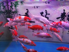 年年有余（摄影作品)