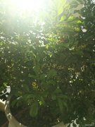 一缕春光（摄影作品）