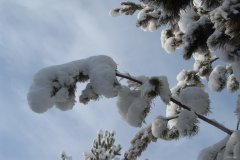 玉松披白袄（摄影作品）