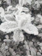 美丽的冰花(摄影作品)