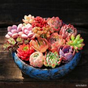 生机盎然（摄影作品）