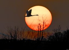 梦回故里（摄影作品）