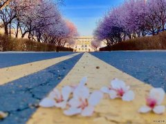 桃花满矿区（摄影作品）