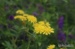 绽放之颜（摄影作品）