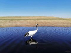 丹顶鹤（摄影作品）