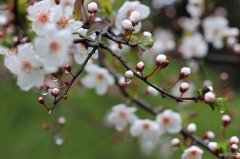 盛开的桃花（摄影作品）