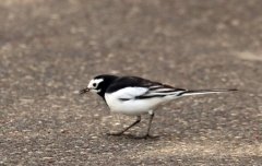 白鹡鸰（组照）