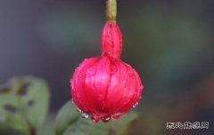 倒挂金钟（组照）