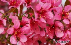 樱花绽放（摄影作品）