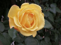 花开之美（组图）