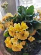 绽放（摄影作品）