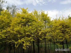 小林雨后（摄影作品）