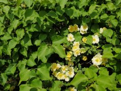 它在绿中笑（摄影作品）