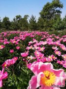 初夏的花/xiezuozazhi/2019/1112/＃ㄉ阌白髌罚