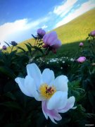 绽放（摄影作品）