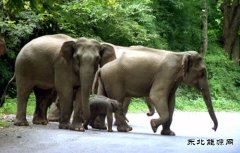 野象护子过公路（组照）