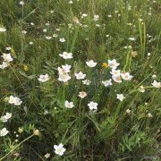 夏日野花（组照）