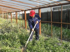 内蒙古南露天煤矿剥离运行部“生态小菜园” 绿意盎然显生机