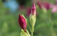 含苞待放（摄影作品）