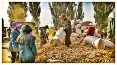 丰收（摄影组照）