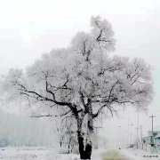 北疆雾。ㄉ阌白髌罚