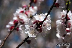 （组图）杏花依旧笑春风—河南英皇体育义煤公司千秋煤矿花意盎然