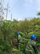 江西婺源：排隐患 除树障