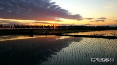 国网黑龙江兴凯湖电业公司：党建引领助推垦区春耕春播完美收官