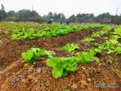 蒲白铁运公司：小小“责任田”，益阳项目部也有“南泥湾”