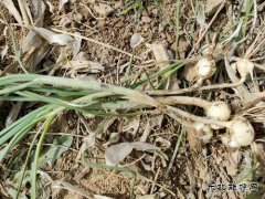 小铲翻飞挖菜忙